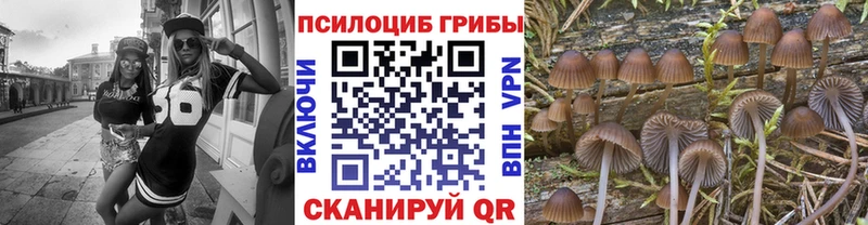 купить закладку  Кологрив  Галлюциногенные грибы Psilocybe 